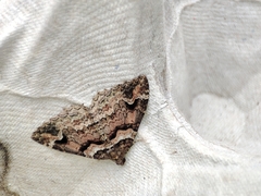 Catarhoe basochesiata