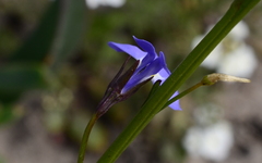 Lobelia comosa