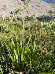 Carex luzulina