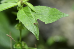 Rhopalus sapporensis