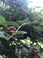 Cotoneaster coriaceus