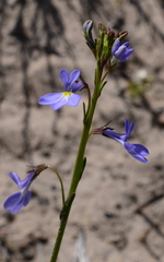 Lobelia comosa