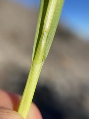 Carex luzulina