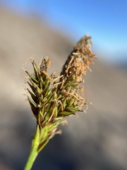 Carex luzulina