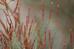 Allocasuarina muelleriana