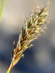 Carex luzulina