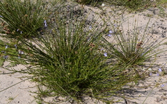 Lobelia comosa