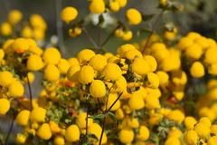 Calceolaria