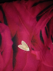 Creatonotos transiens