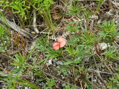Indigofera verrucosa