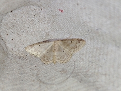 Idaea biselata