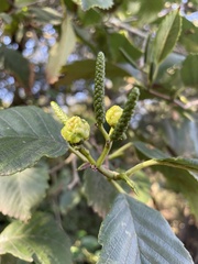 Alnus rhombifolia