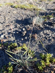 Elymus elymoides