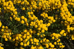Calceolaria
