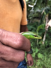 Lamprolepis smaragdina