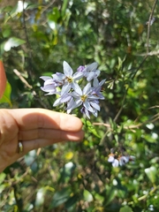 Solanum laxum