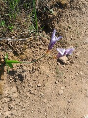 Sparaxis grandiflora