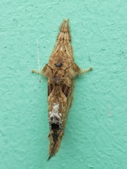 Labedera fuscicaudata