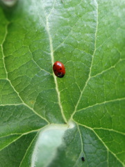 Coccinella undecimpunctata