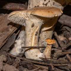 Hydnum repandum