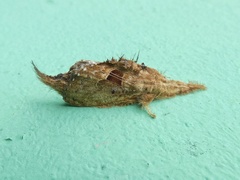 Labedera fuscicaudata