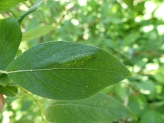 Phyllonorycter