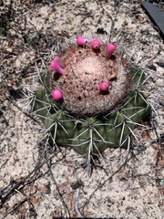 Melocactus violaceus violaceus