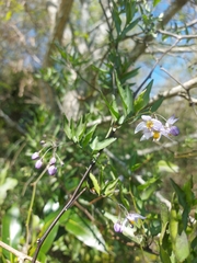 Solanum laxum