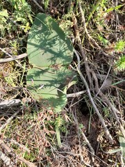 Haemanthus sanguineus