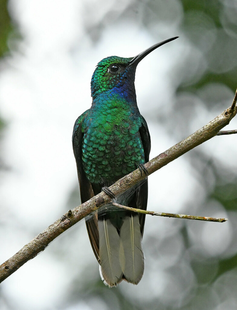 White-tailed Sabrewing photo