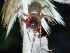 Trachelidae