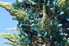 Puya alpestris
