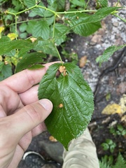 Neolasioptera farinosa