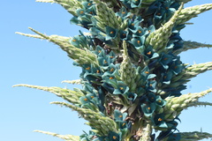 Puya alpestris