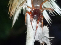 Trachelidae