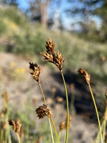 Carex preslii
