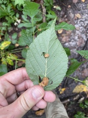 Neolasioptera farinosa