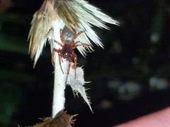 Trachelidae