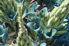 Puya alpestris