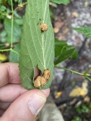 Neolasioptera farinosa
