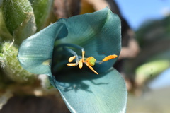 Puya alpestris