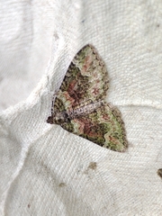 Catarhoe basochesiata