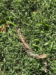 Vertebrata