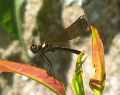 Heliocypha bisignata