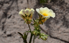 Nemesia strumosa
