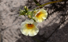 Nemesia strumosa
