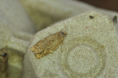 Choristoneura fumiferana