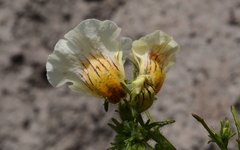 Nemesia strumosa