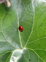 Coccinella undecimpunctata