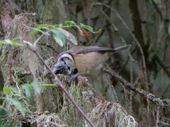 Lophophanes cristatus
